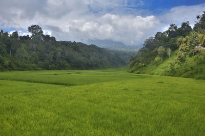 Scenic view of grassy field against sky