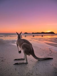 Kangaroo standing at beach against sky during sunset