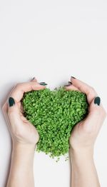 Cropped hands of person holding broccoli against white background