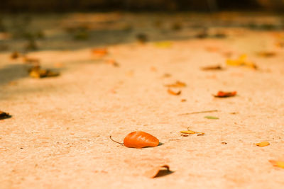 Close-up of autumn leaves on sand