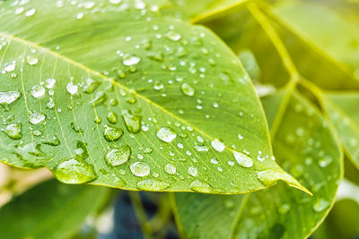 Close-up of wet plant leaves