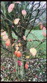 Close-up of leaves on field