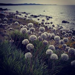 Close-up of succulent plant in sea