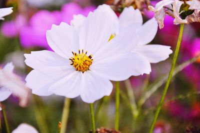 Close-up of flower blooming outdoors