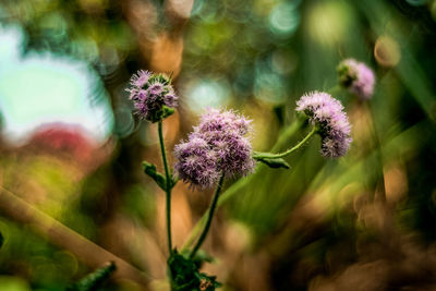 Close-up of purple flowering plant