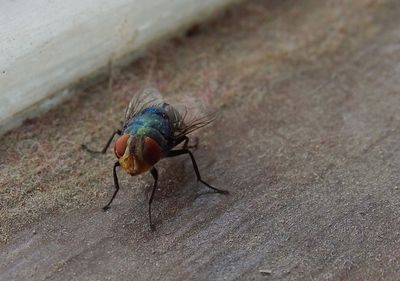 High angle view of fly on wall