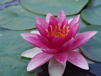 Close-up of pink water lily in lake