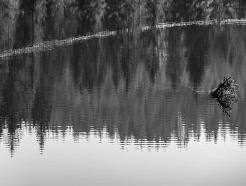 Reflection of birds in lake