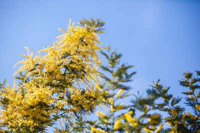 Low angle view of yellow flower tree against blue sky