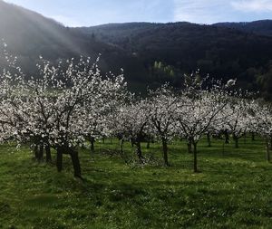 View of cherry trees on field