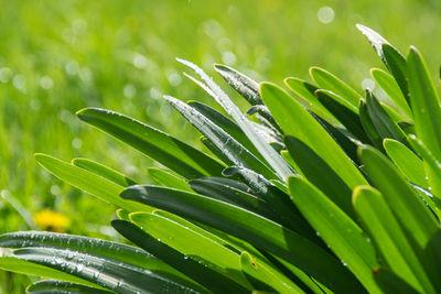 Close-up of wet plant leaves