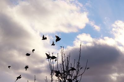 Low angle view of silhouette birds flying against sky