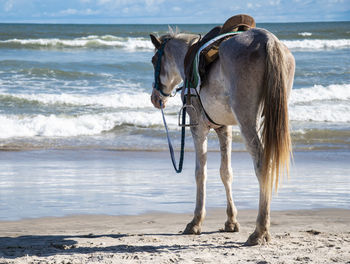 Horse standing on beach