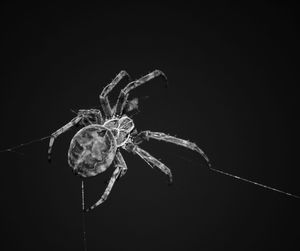 Close-up of spider on web against black background