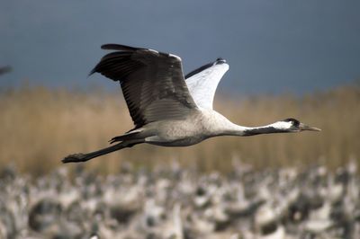 Seagull flying in the sky