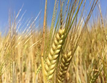 Close-up of wheat growing in field