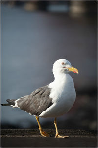 Close-up of seagull perching on a bird