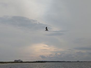 Bird flying over sea against sky