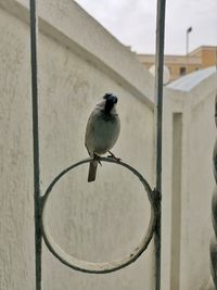 Bird perching on railing against wall