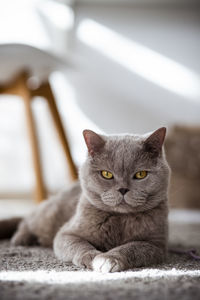 Close-up portrait of a cat