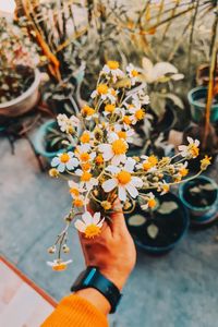 Close-up of hand holding flowering plant