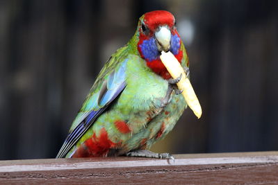 Close-up of parakeet eating french fries