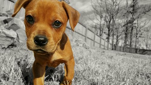 Portrait of dog on field