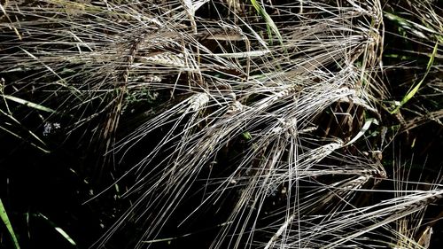 Close-up of dew drops on grass