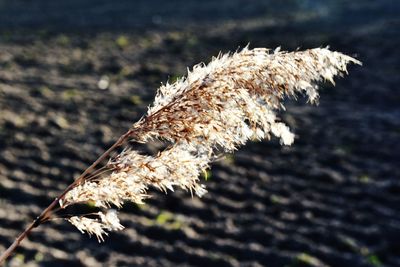 Close-up of dried plant on field