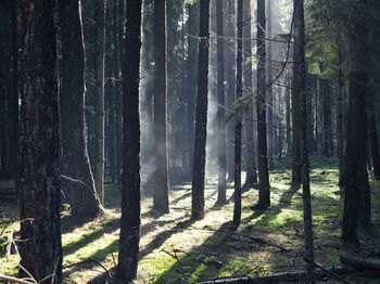 Trees in forest after rain in the late morning