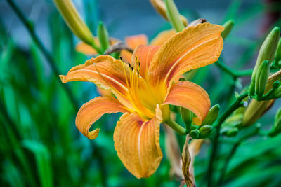 Close-up of yellow flower