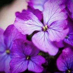 Close-up of pink flowers