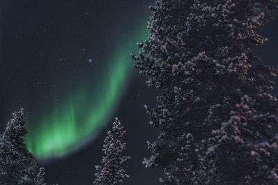 Low angle view of tree against sky at night