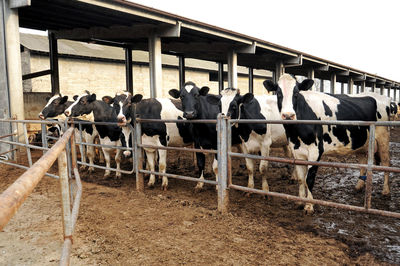 Row of holstein dairy cows in a feedlot