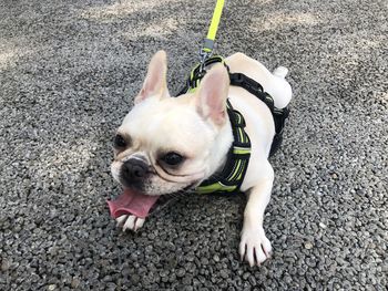 Sitting posture of little pug