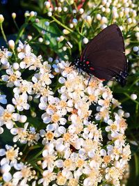 Close-up of butterfly on flowers