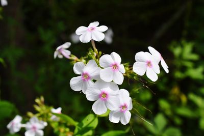 Close-up of white flowering plant in park