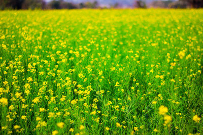 Full frame shot of yellow flowering plants on field