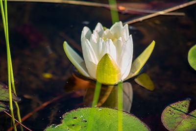 Close-up of water lily in lake