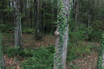 Trees growing in forest