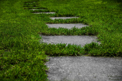 Grass growing in water