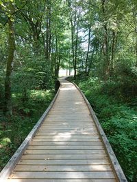 Footbridge amidst trees in forest