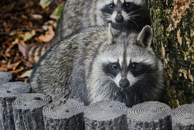 Portrait of raccoons