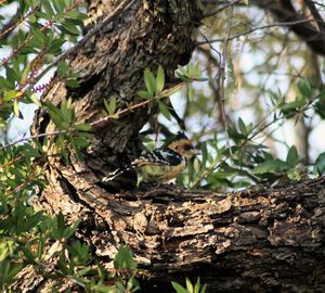 Close-up of lizard on tree trunk