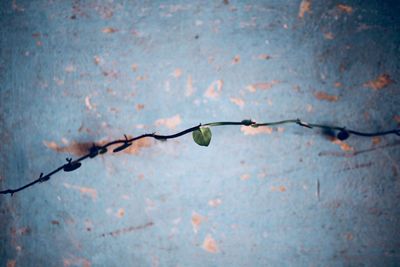 Close-up of plant against wall