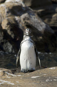 Penguin standing on rock at galapagos islands