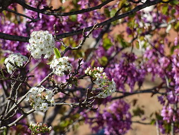 Close-up of pink flowers on tree