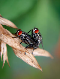 Close-up of insect on leaf