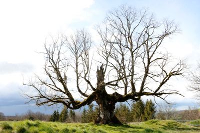 Bare tree on field against sky