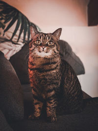 Portrait of a cat sitting on sofa